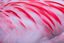 Greater flamingo (Phoenicopterus ruber) close-up of back, captive