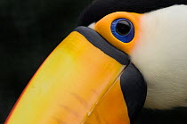 RF- Toco toucan (Ramphastos toco) head close-up, captive. (This image may be licensed either as rights managed or royalty free.)