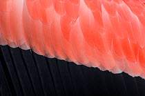 Greater flamingo (Phoenicopterus ruber) wing feathers, captive