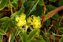 Alpine lady's mantle (Alchemilla alpina) flowers covered in dew, Iceland, June