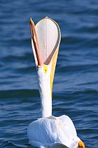 American white pelican (Pelecanus erythrorhynchos) with open bill, Texas, USA, January