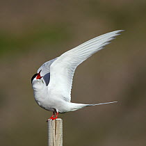 Arctic tern (Sterna paradisaea) calling from pole, Iceland, June