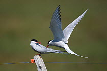 Two Arctic terns (Sterna paradisaea) one flying towards the other perched on post, Iceland, June