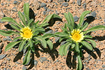 Two Asteriscus hierochunticus (Asteriscus hierochunticus) plants flowering, Oman, April
