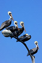 Five Brown pelicans (Pelecanus occidentalis) perched on lamp post, Texas, USA, January
