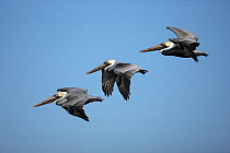 Three Brown pelicans (Pelecanus occidentalis) in flight, digitally manipulated, Texas, USA, January