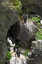 Brunnich's guillemot / Thick billed murre (Uria lomvia) breeding colony, one with egg, Iceland, June