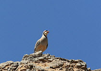 Chukar partridge (Alectoris chukar) calling from top of hill, UAE, March