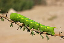 Death's head hawkmoth caterpillar (Acherontia atropos) on twig, March, UAE