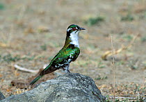 Diederik / Dideric cuckoo (Chrysococcyx caprius) on rock, Oman, June