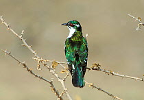 Diederik / Dideric cuckoo (Chrysococcyx caprius) on thorny branch, June, Oman