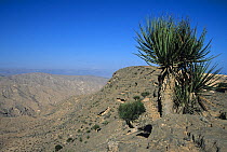 Dragon's blood tree (Dracaena serrulata) at high elevation in Dhofar Mountains, Oman, January