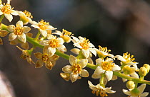 Frankincense tree (Boswellia sacra)flowers, Oman, April