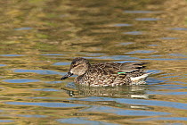 Female Green winged teal (Anas carolinensis) on water, Texas, USA, January