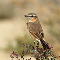 Isabelline wheatear (Oenanthe isabellina) perched, Oman, December
