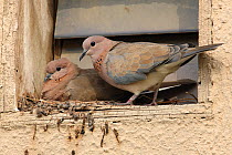 Laughing dove (Spilopelia senegalensis) pair at nest, Qatar, November