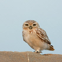 Little owl (Athene noctua lilith) perched on wall just before sunset, Qatar, December