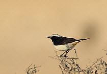 Mourning wheatear (Oenanthe lugens) perched on dry twig, Qatar, December