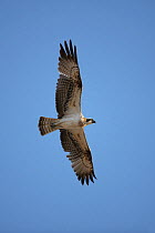Osprey (Pandion haliaetus) in flight, Oman, January