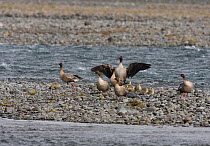 Pink footed goose (Anser brachyrhynchus) adults with goslings, Iceland, June