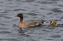 Pink footed goose (Anser brachyrhynchus) adult with gosling swimming, Iceland, June