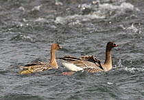 Pink footed goose (Anser brachyrhynchus) pair with gosling, Iceland, June