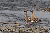 Pink footed goose (Anser brachyrhynchus) pair with gosling walking through shallow water, Iceland, June