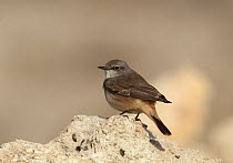 Red-tailed wheatear (Oenanthe chrysopygia) on rock, Qatar, December