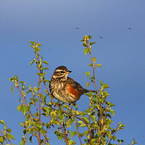 Redwing (Turdus iliacus) perched and flying insects, Iceland, June