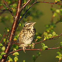 Redwing (Turdus iliacus) fledgling perched on branch, Iceland, June
