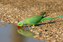 Rose ringed parakeet (Psittacula krameri) drinking, Oman, January