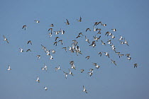 Ruddy turnstone (Arenaria interpres) flock in flight, Oman, January