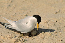 Saunders' / Black shafted tern (Sternula saundersi) standing over nest with two eggs, Oman