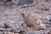See-see partridge (Ammoperdix griseogularis) with pebble in beak, introduced species, UAE, November