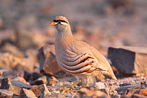 Male See-see partridge (Ammoperdix griseogularis) introduced species, UAE, November
