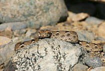 Saw scaled viper (Echis carinatus) with tongue out, captive, Oman, February