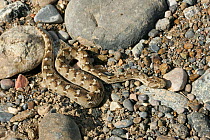 Sind saw scaled viper (Echis carinatus sochureki) captive, Oman, February