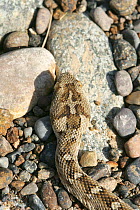 Sind saw scaled viper (Echis carinatus sochureki) captive, head pattern, Oman, February