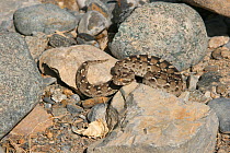 Sind saw scaled viper (Echis carinatus sochureki) curled up, captive, Oman, February