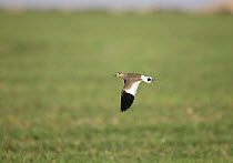 Sociable lapwing / plover (Vanellus gregarius) in flight over field, Oman, January, Endangered