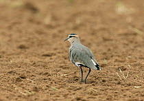 Sociable lapwing / plover (Vanellus gregarius) in barren field, Oman, January, Endangered