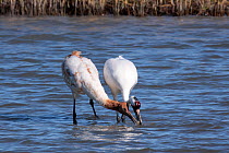 Whooping crane (Grus americana) female and juvenile feeding, Texas, USA, January, Endangered