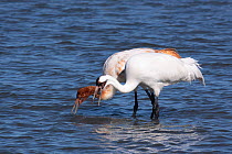 Whooping crane (Grus americana) juvenile and female feeding, Texas, USA, January, Endangered