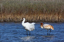 Whooping crane (Grus americana) female and juvenile, Texas, USA, January, Endangered