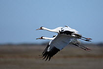 Two Whooping cranes (Grus americana) flying, Texas, USA, January, Endangered