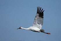 Whooping crane (Grus americana) in flight, Texas, USA, January, Endangered