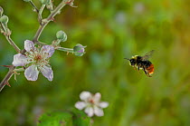 Early bumblebee (Bombus pratorum) flying to bramble flower, UK