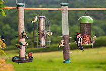 Wide variety of birds at garden bird feeder, Great spotted woodpecker (Dendrocopos major), Goldfinch (Carduelis carduelis), Great tit (Parus major), Blue tit (Parus caeruleus), Chaffinch (Fringilla co...