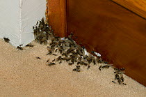 Garden black ant (Lasius niger) infestation in house, UK