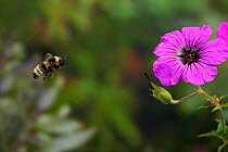 Vestal cuckoo bumblebee (Bombus vestalis) flying to Cranesbill geranium flower, UK